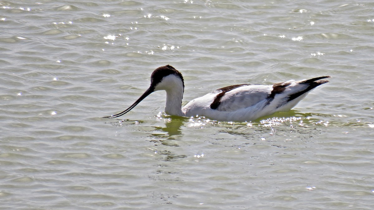 Pied Avocet - ML407849801