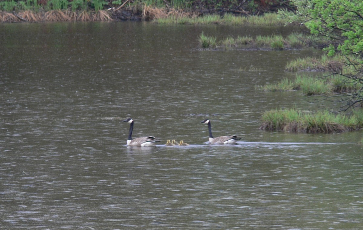 Canada Goose - ML407850171