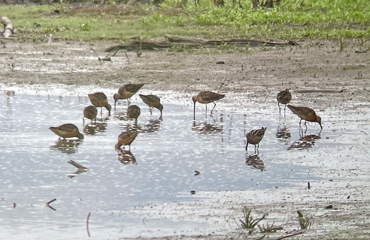 Wilson's Snipe - ML407850301