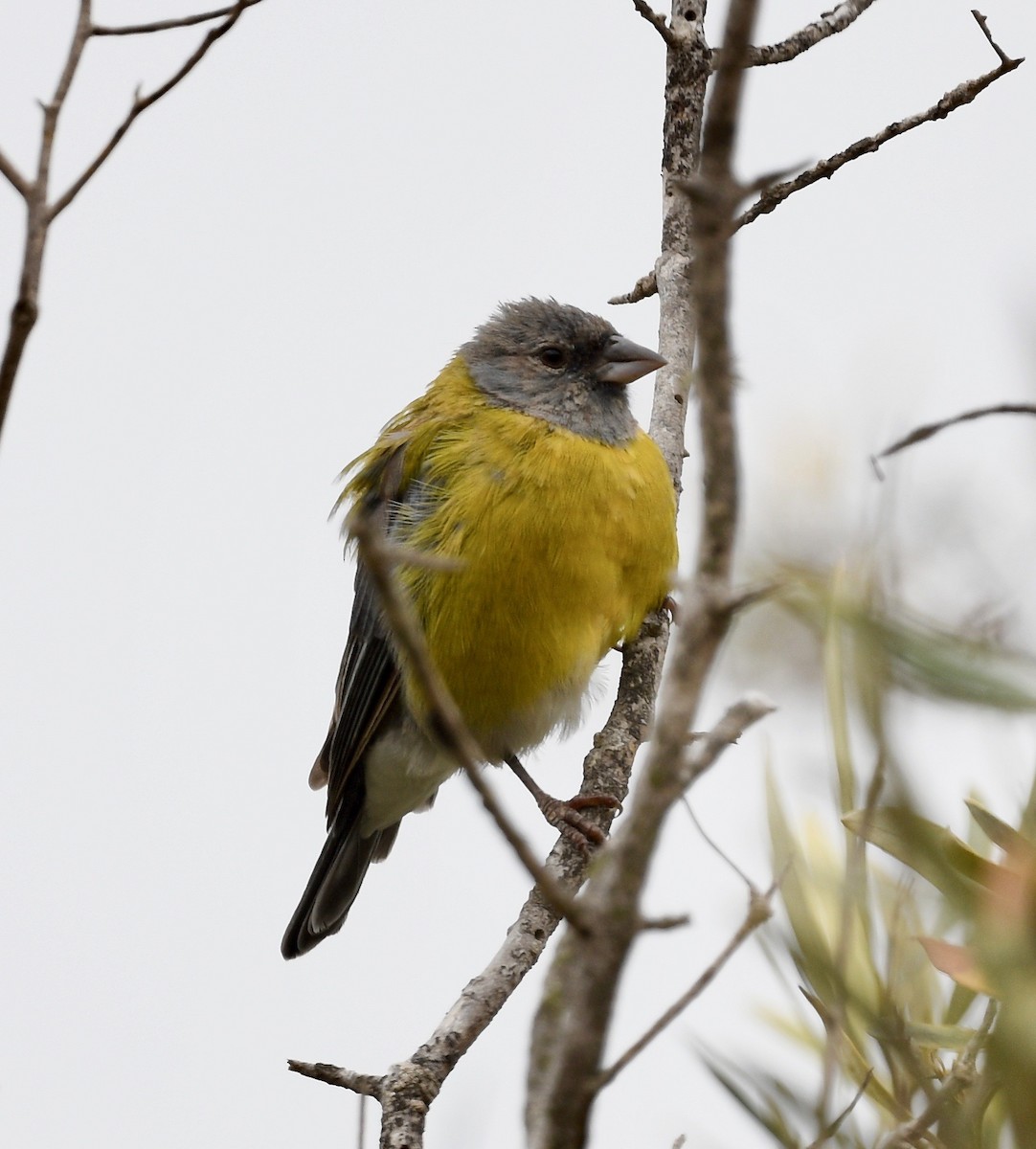 Gray-hooded Sierra Finch - ML407850951