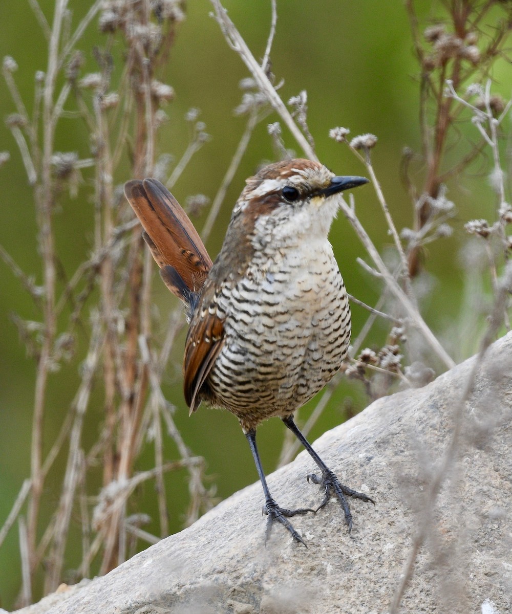 White-throated Tapaculo - ML407851421