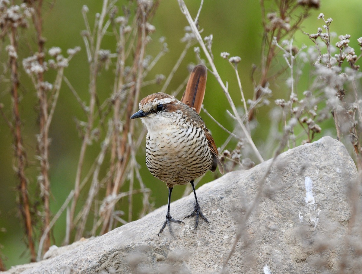 Tapaculo Gorjiblanco - ML407851431