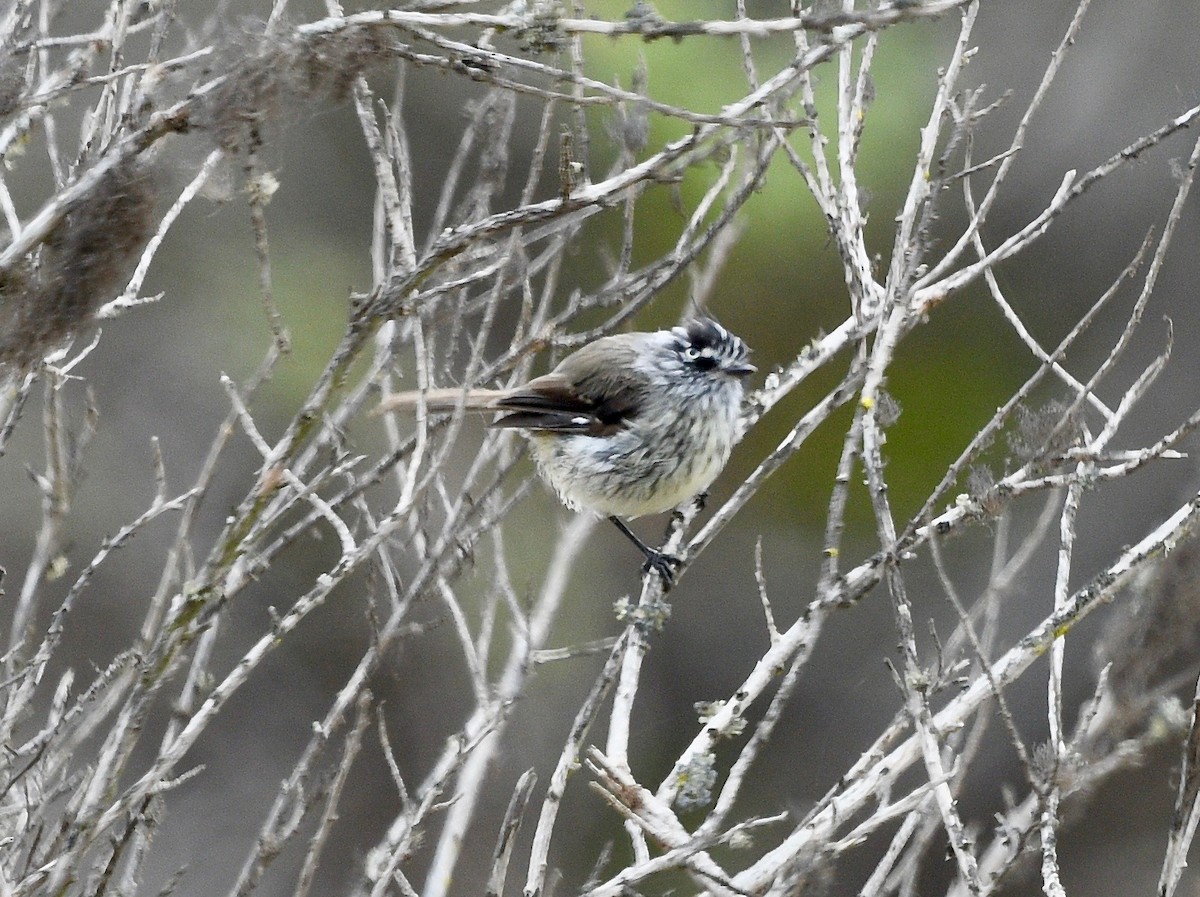 Tufted Tit-Tyrant - ML407852471