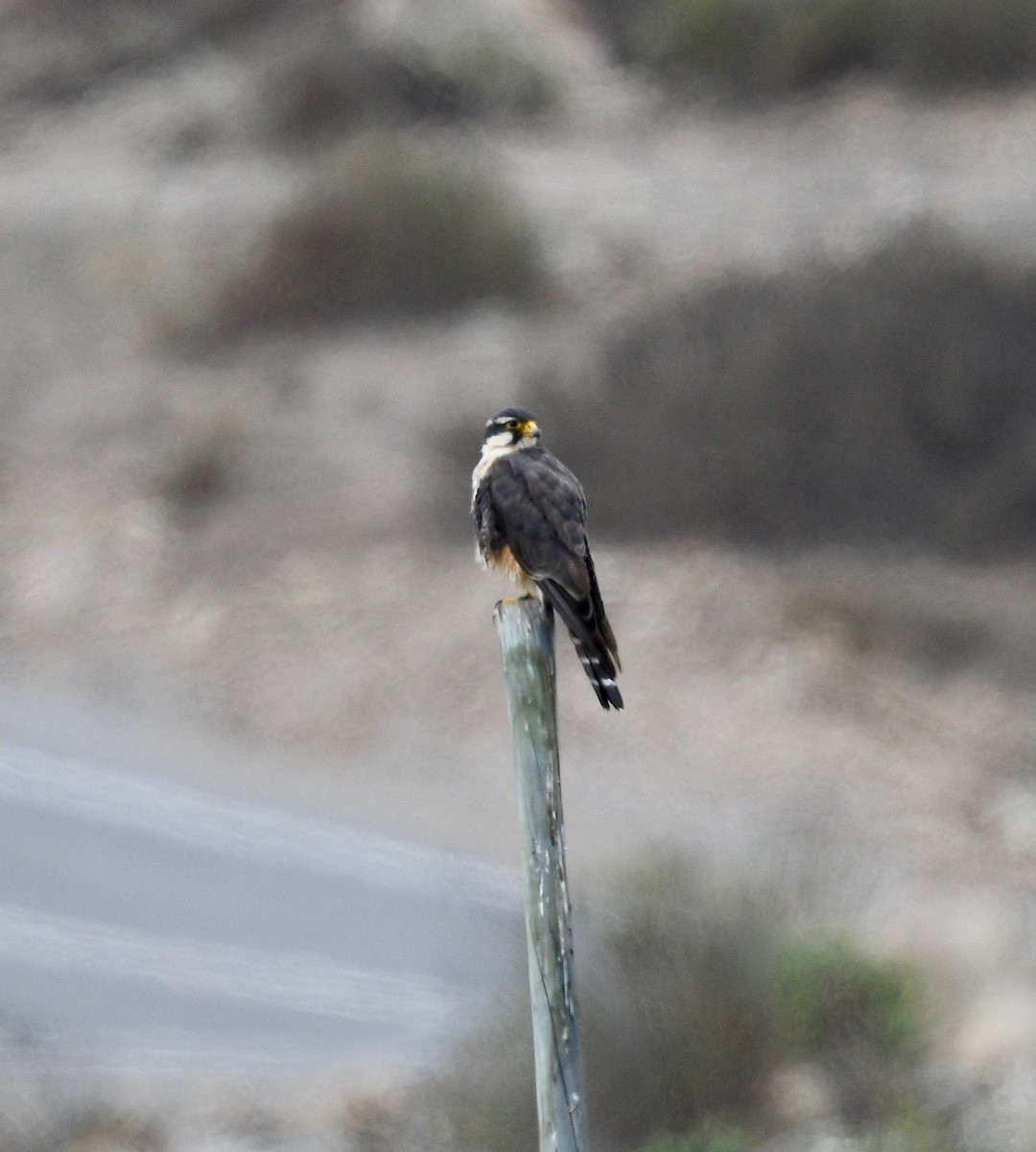 Aplomado Falcon - ML407853131