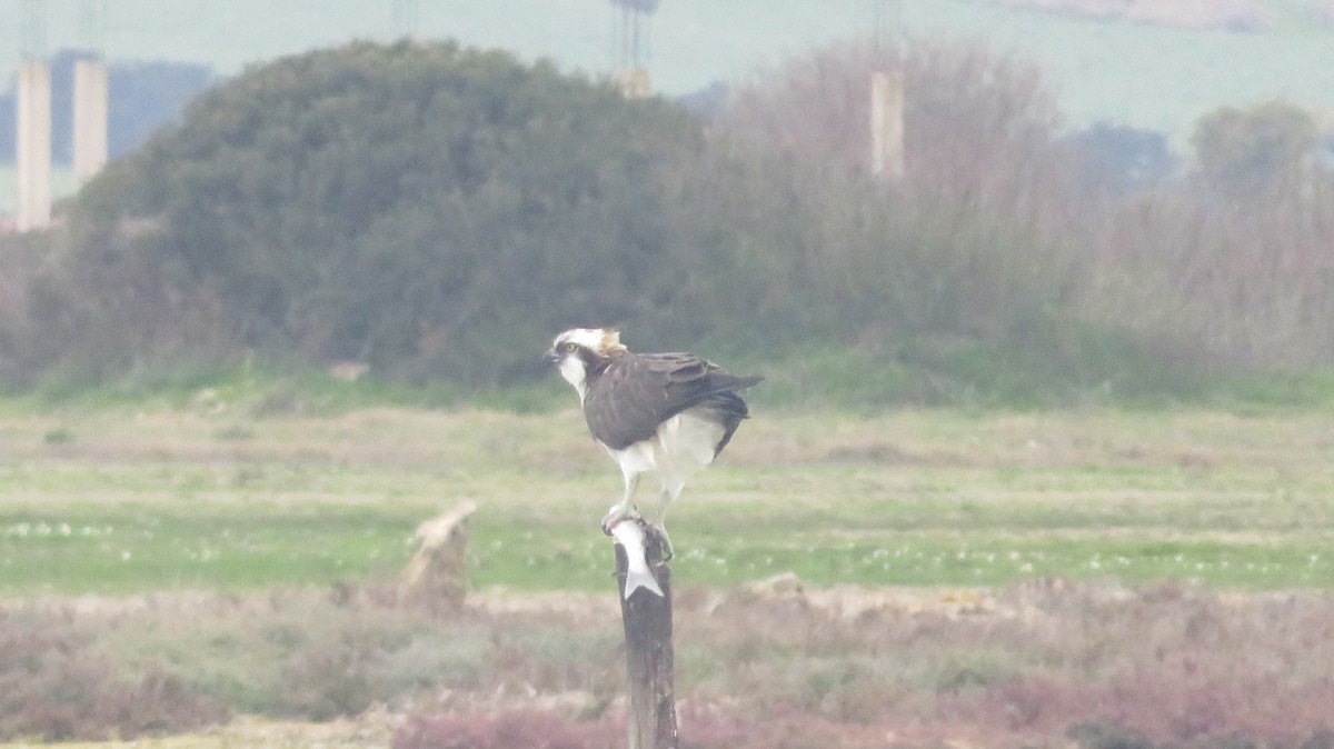 Águila Pescadora - ML407854931