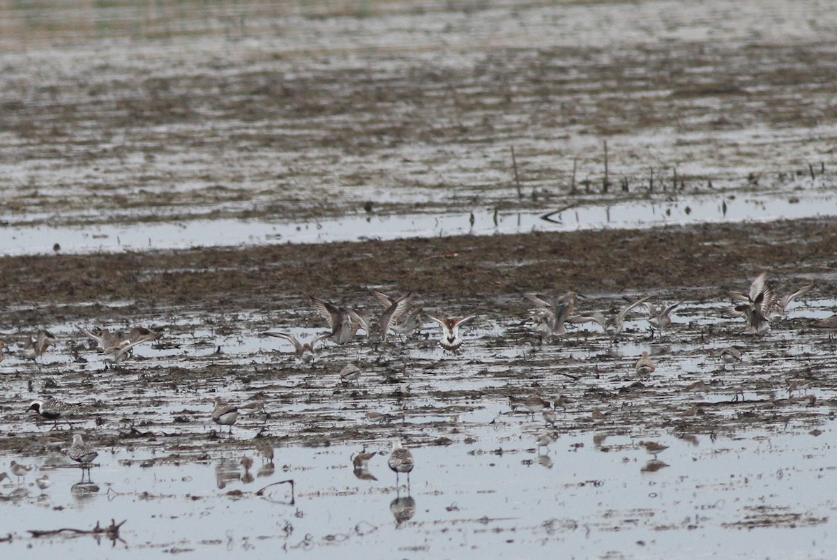 Red Knot - ML407855011