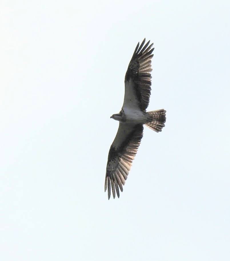 Osprey - Danuta Krzyżaniak