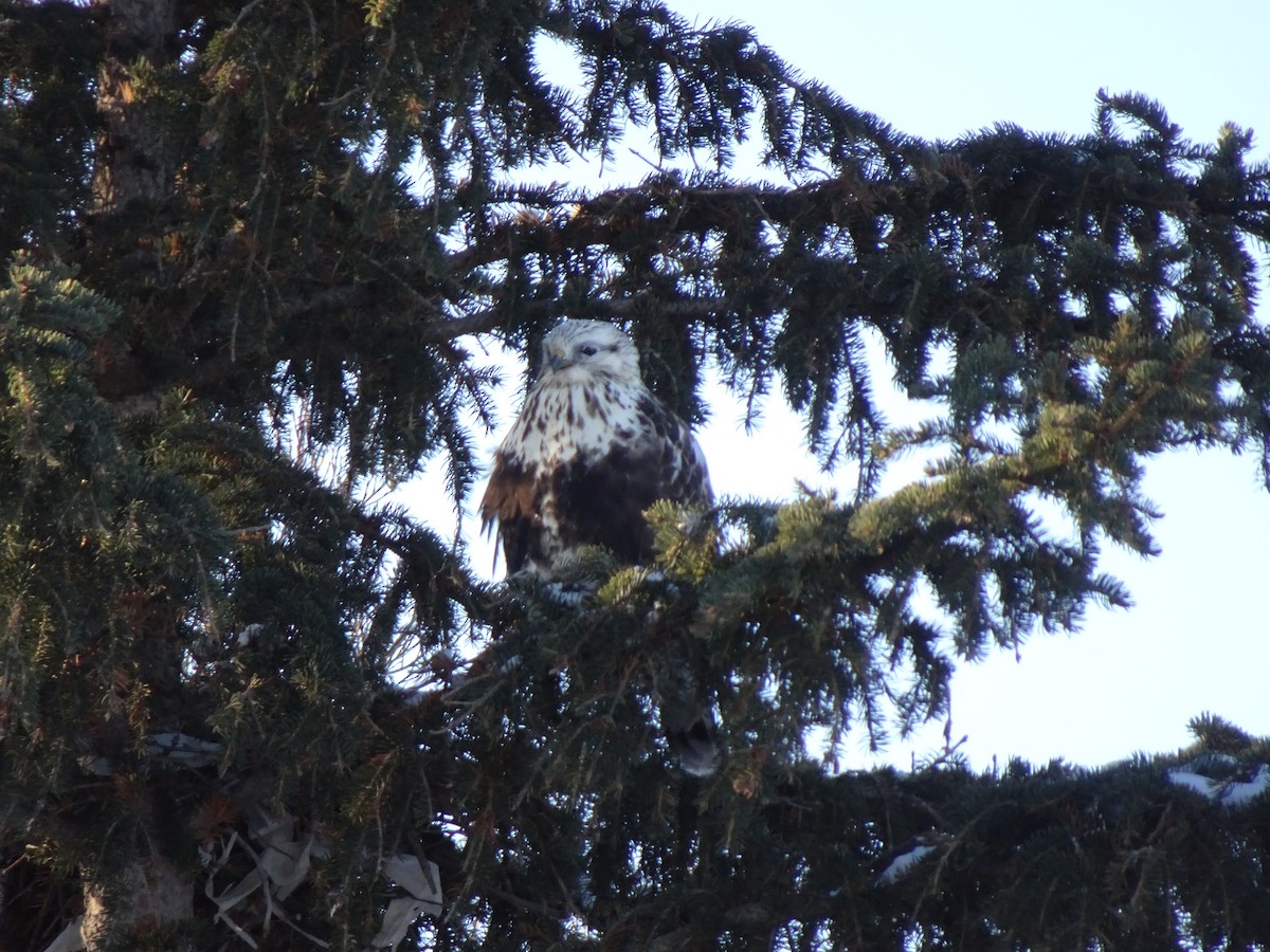 Rough-legged Hawk - ML407856341