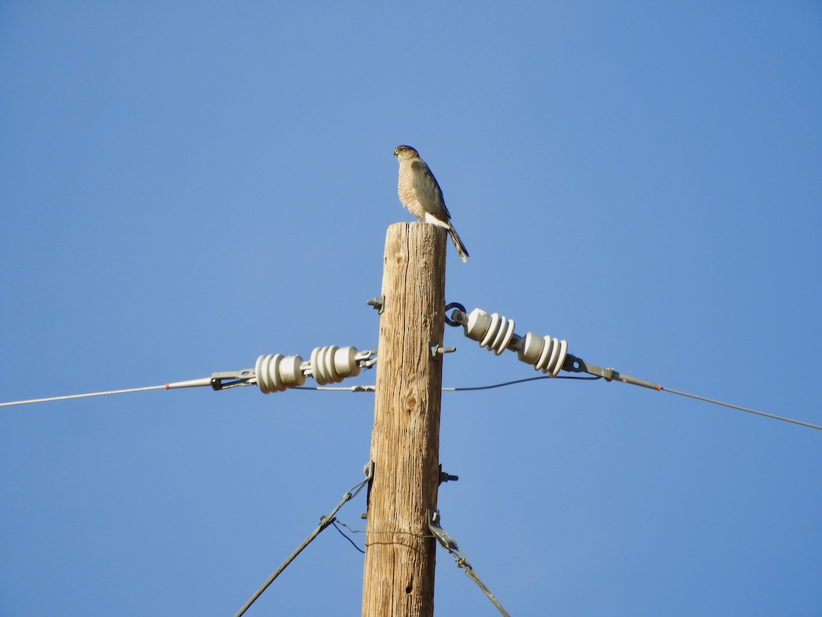 Cooper's Hawk - ML407856521