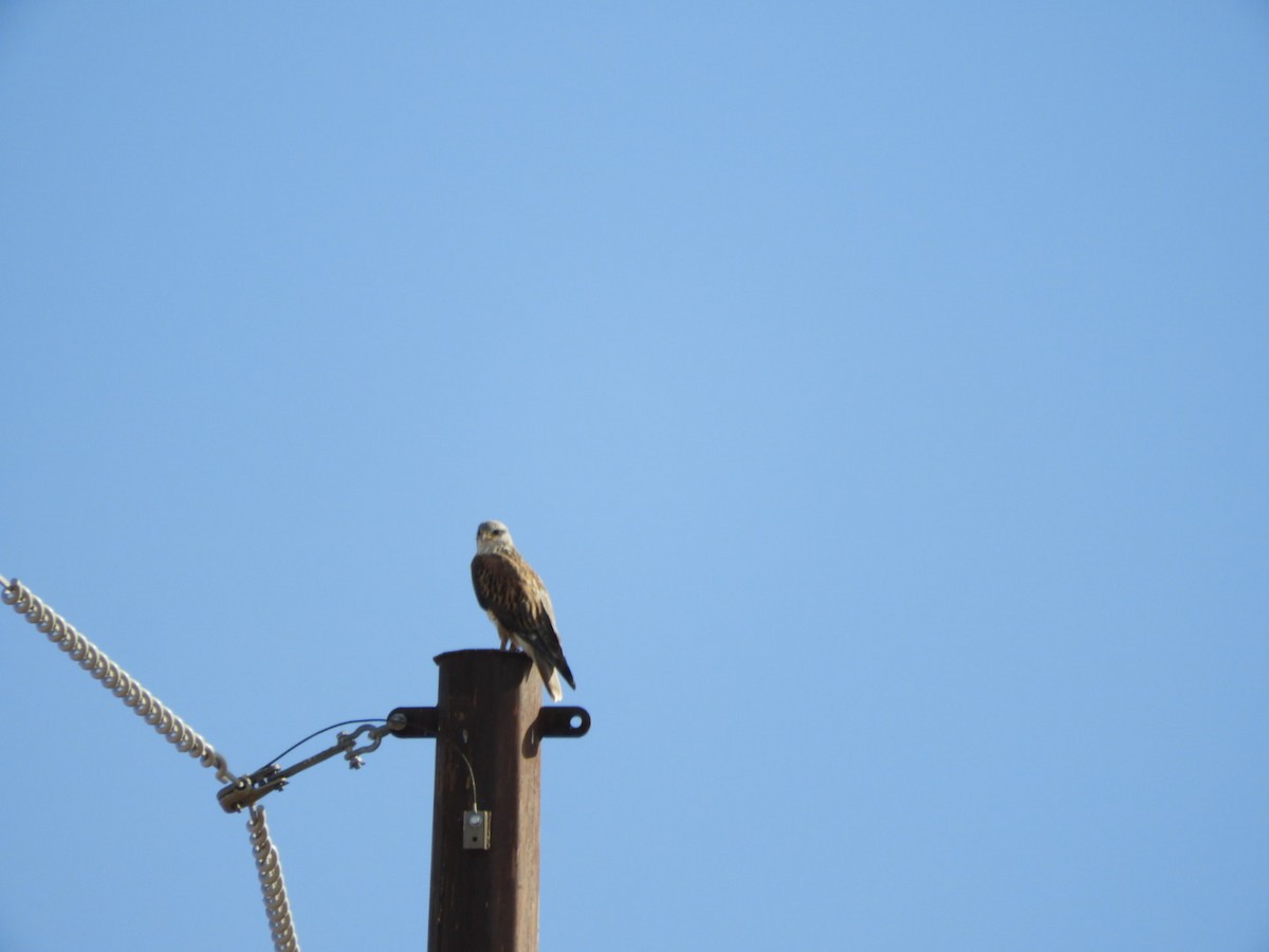 Ferruginous Hawk - ML407856621