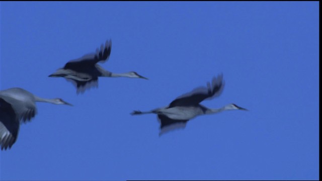 Sandhill Crane - ML407857