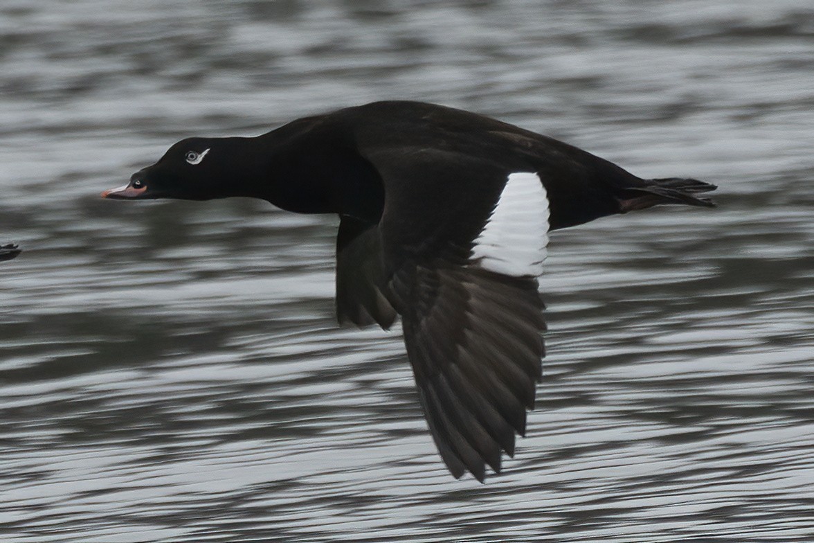 White-winged Scoter - Mike  Jones