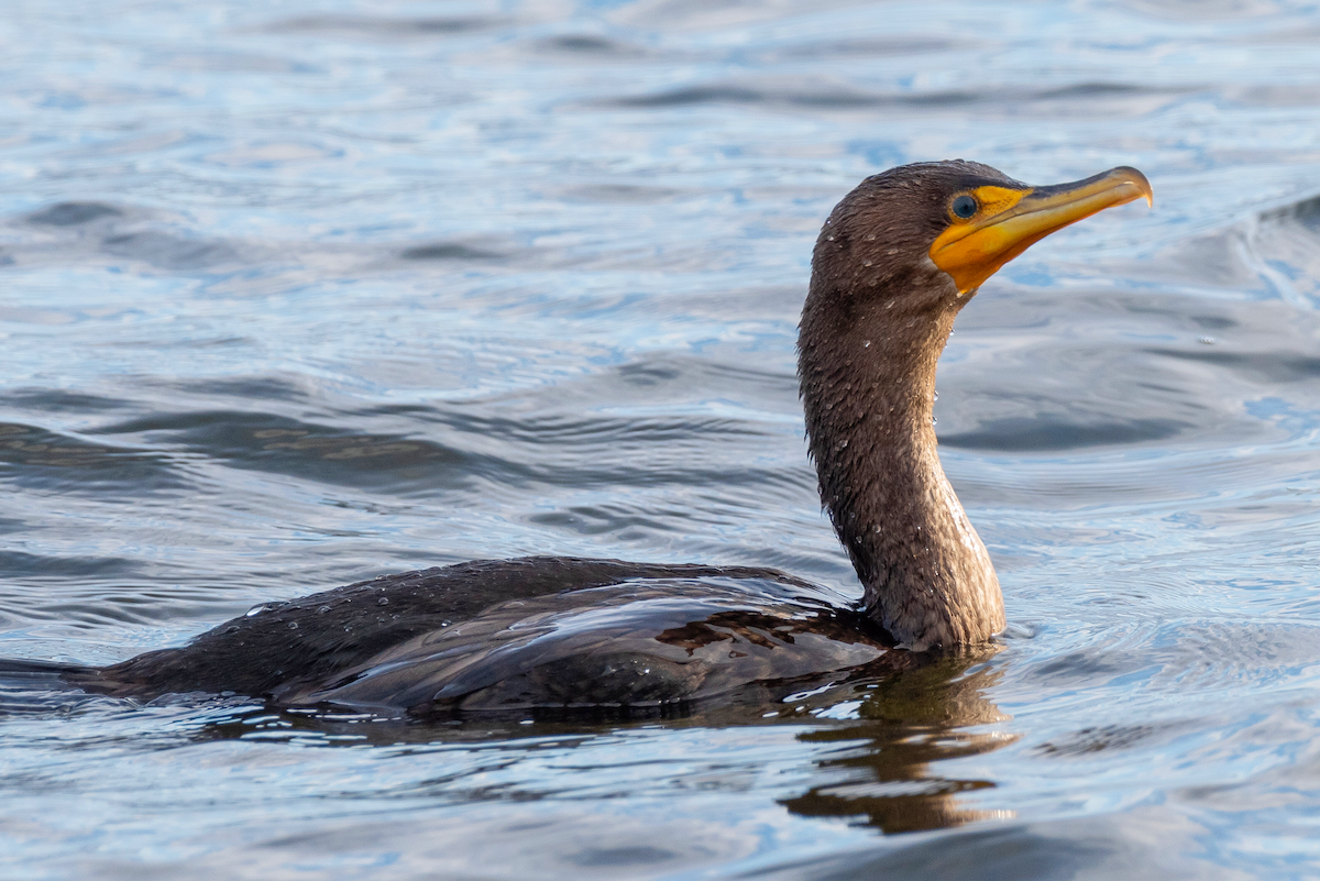 Double-crested Cormorant - ML407858761