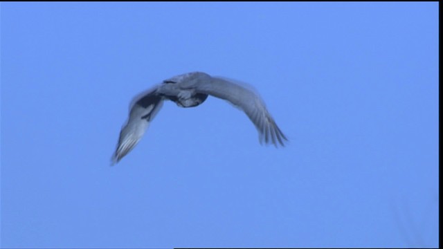 Sandhill Crane - ML407859