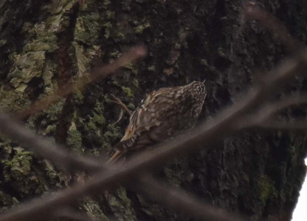 Підкоришник американський - ML407860311