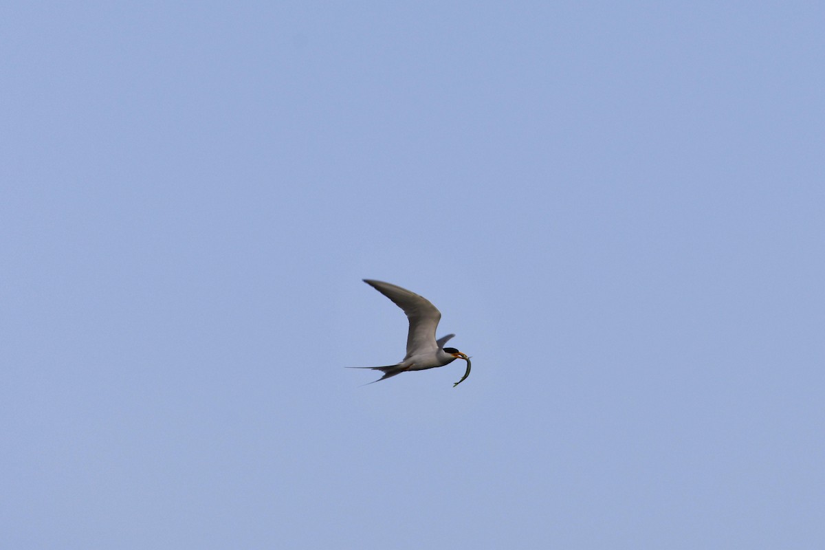 River Tern - ML407860851