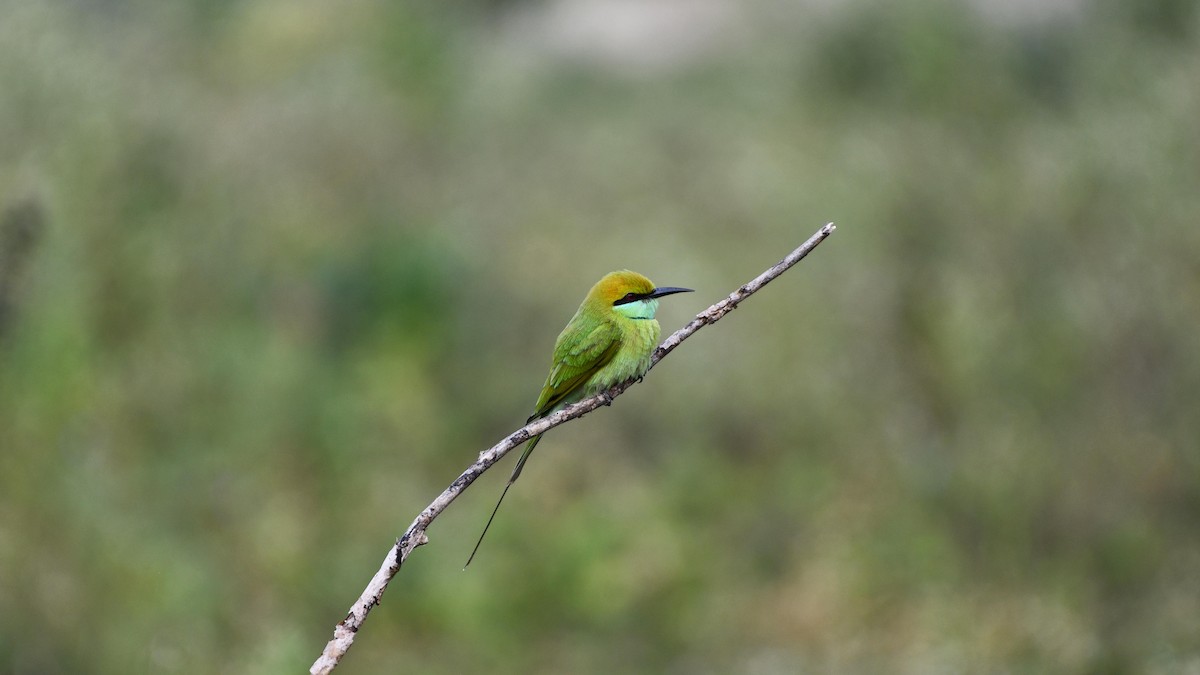 Asian Green Bee-eater - ML407860921
