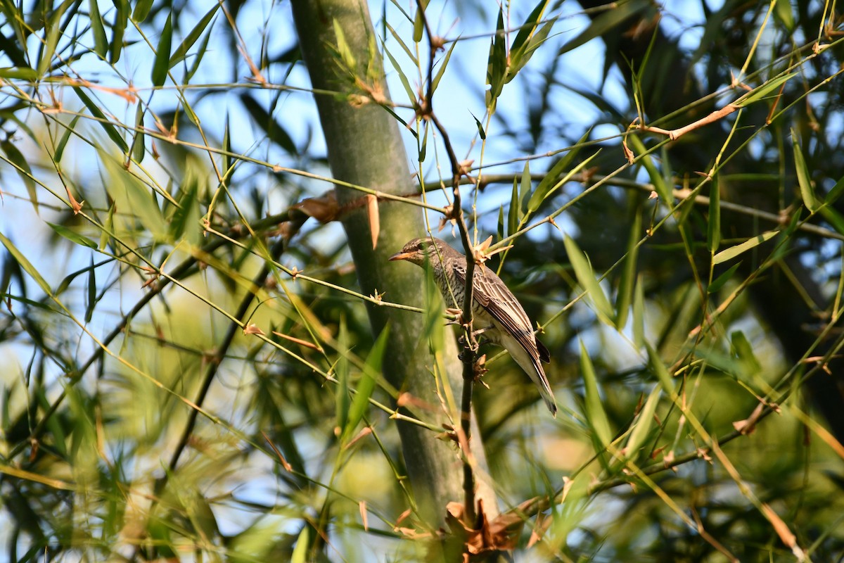 Black-headed Cuckooshrike - ML407860941
