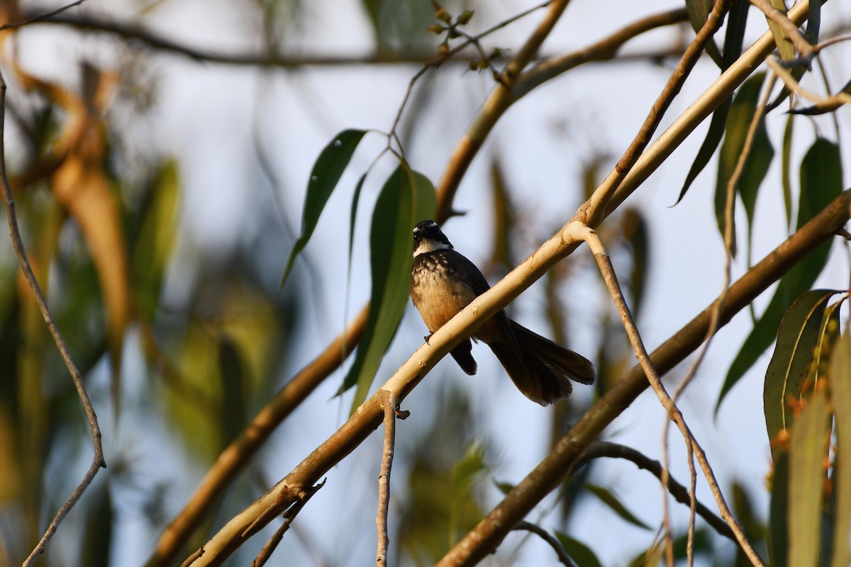 Spot-breasted Fantail - ML407860971