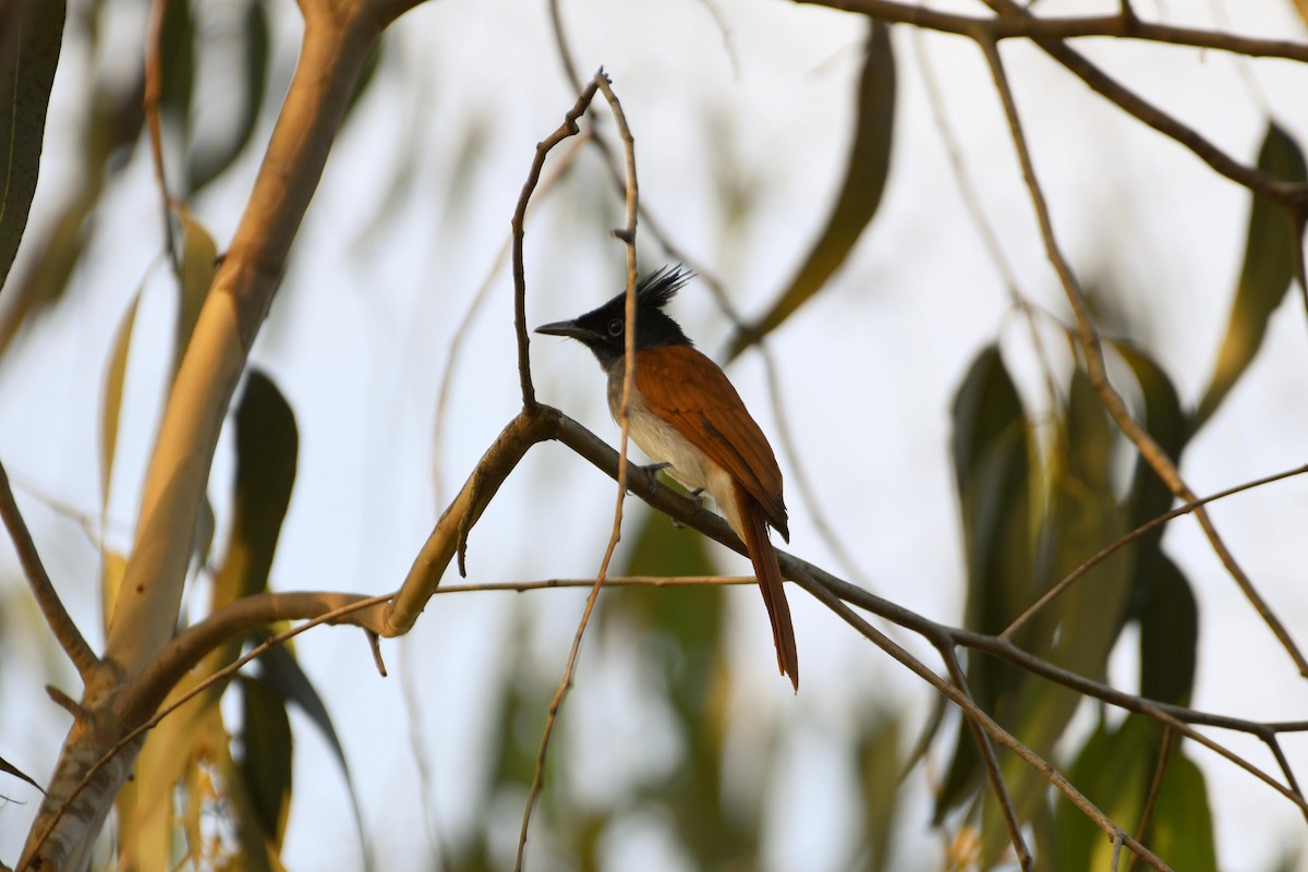 Indian Paradise-Flycatcher - ML407861011
