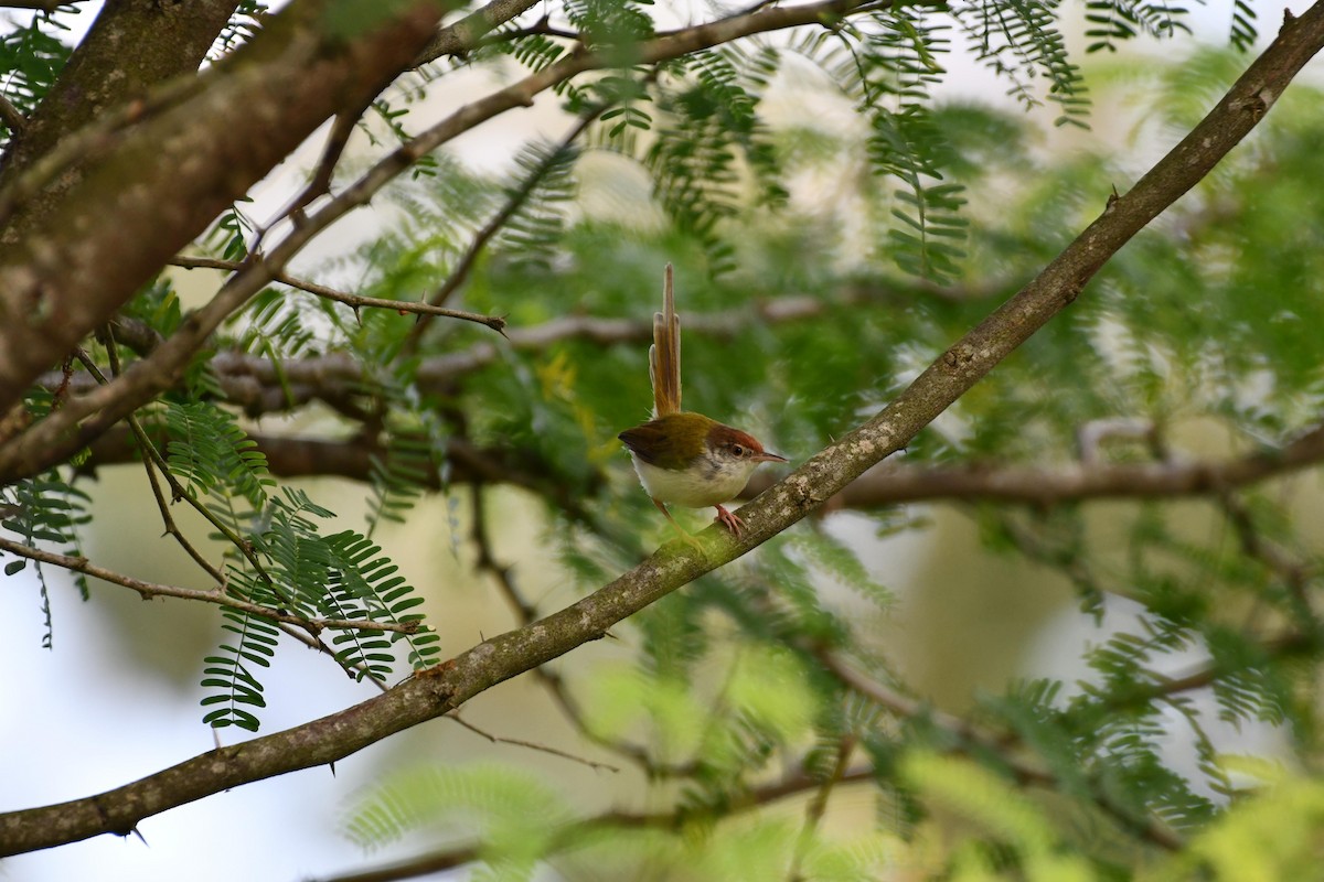 Common Tailorbird - ML407861091