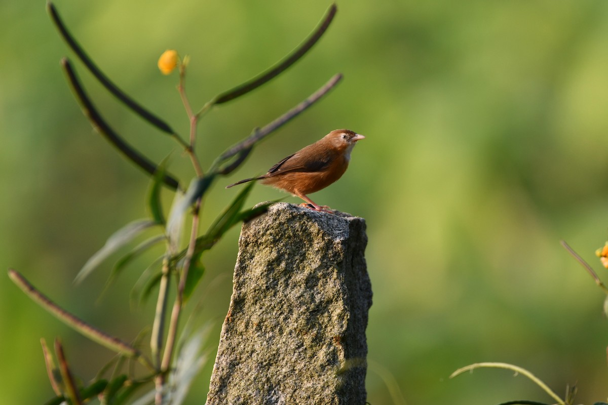 Tawny-bellied Babbler - ML407861121