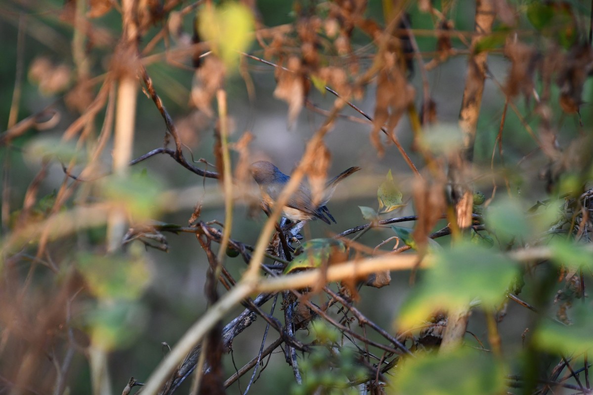 Tickell's Blue Flycatcher - ML407861131