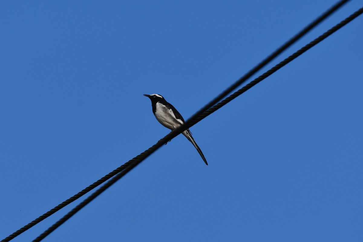 White-browed Wagtail - ML407861151