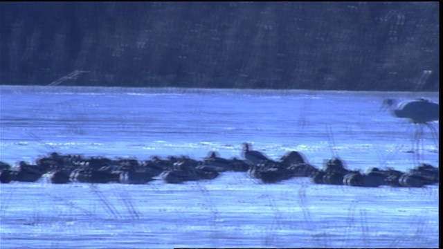 Sandhill Crane - ML407862