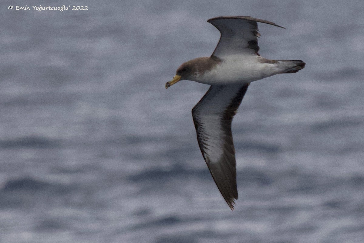 Cory's Shearwater - Emin Yogurtcuoglu I birddetective