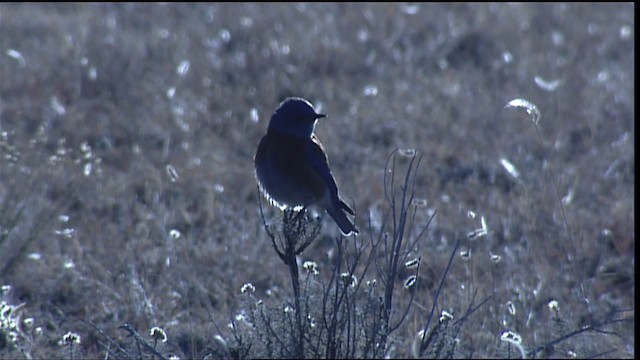 Western Bluebird - ML407863