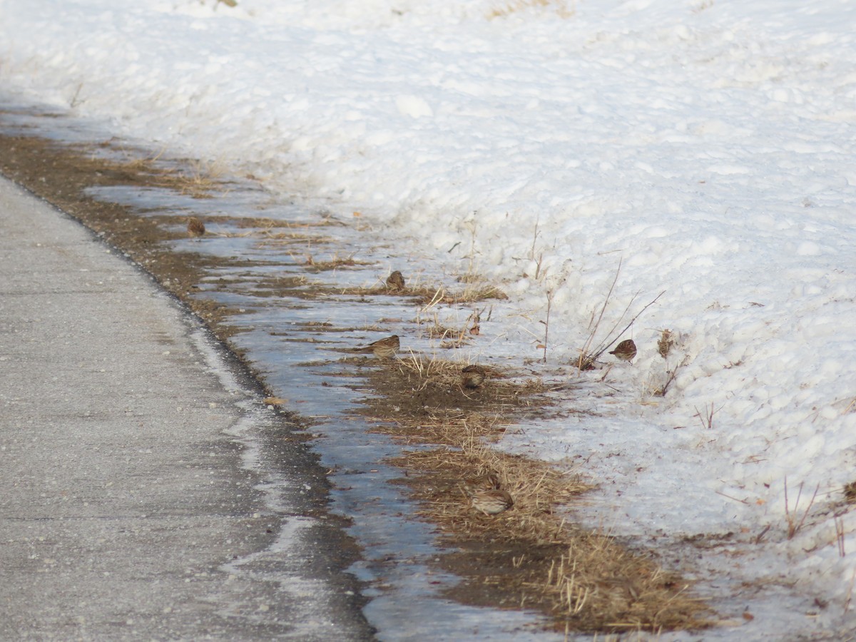 Song Sparrow - ML407865351