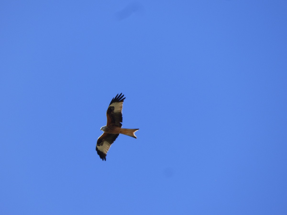 Red Kite - ML407865431