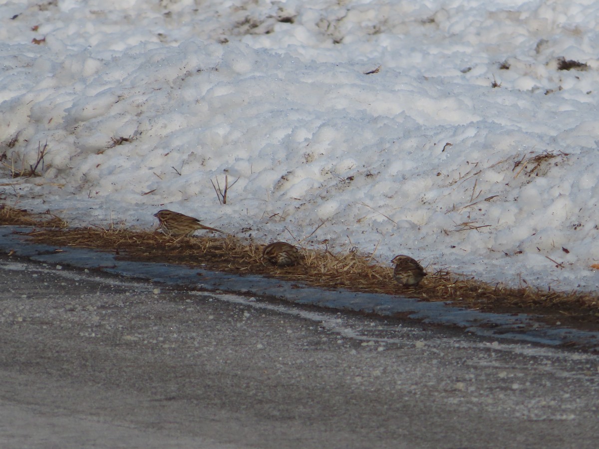 Song Sparrow - ML407865461