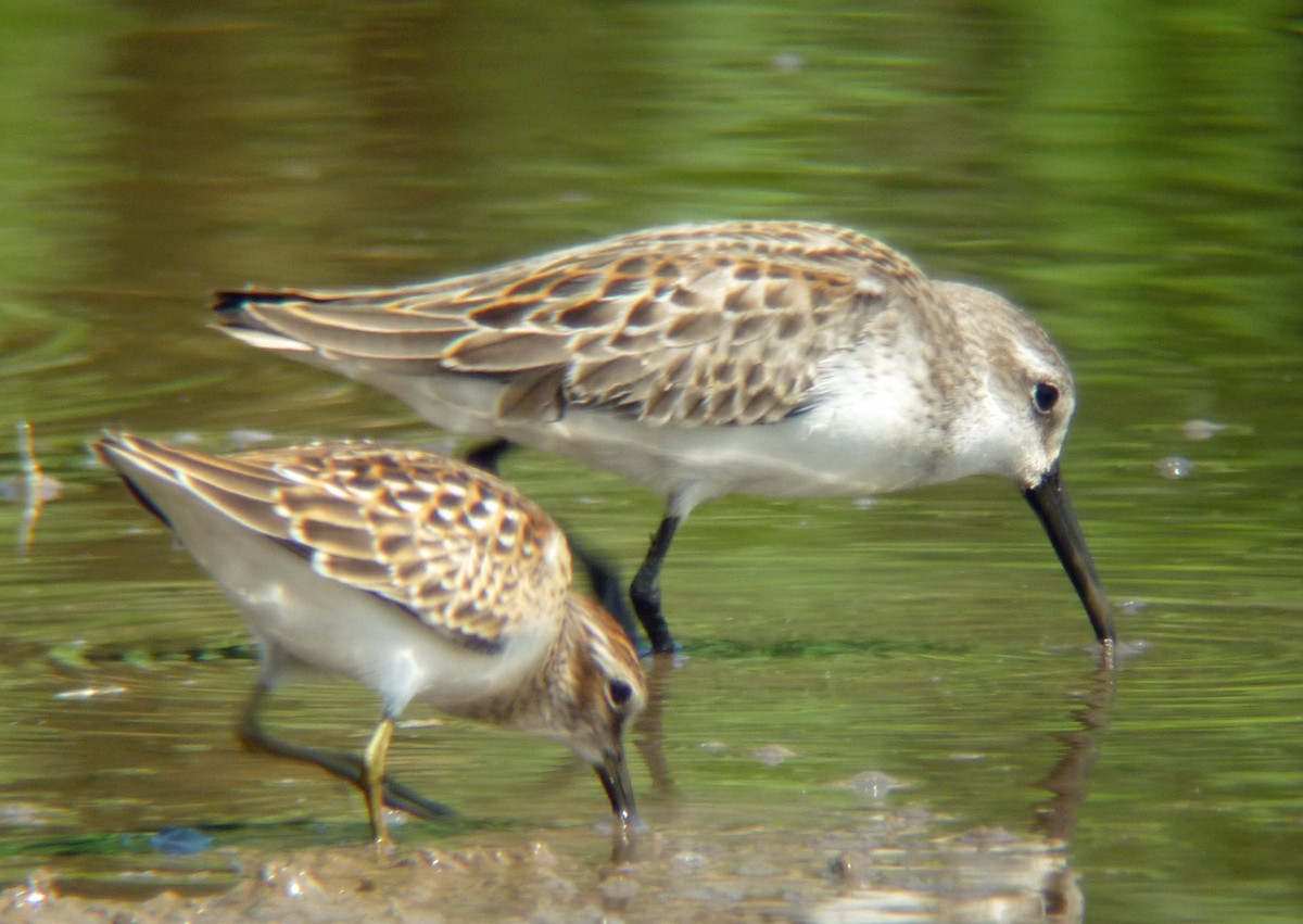 Western Sandpiper - ML407867561