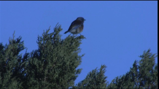 Western Bluebird - ML407869