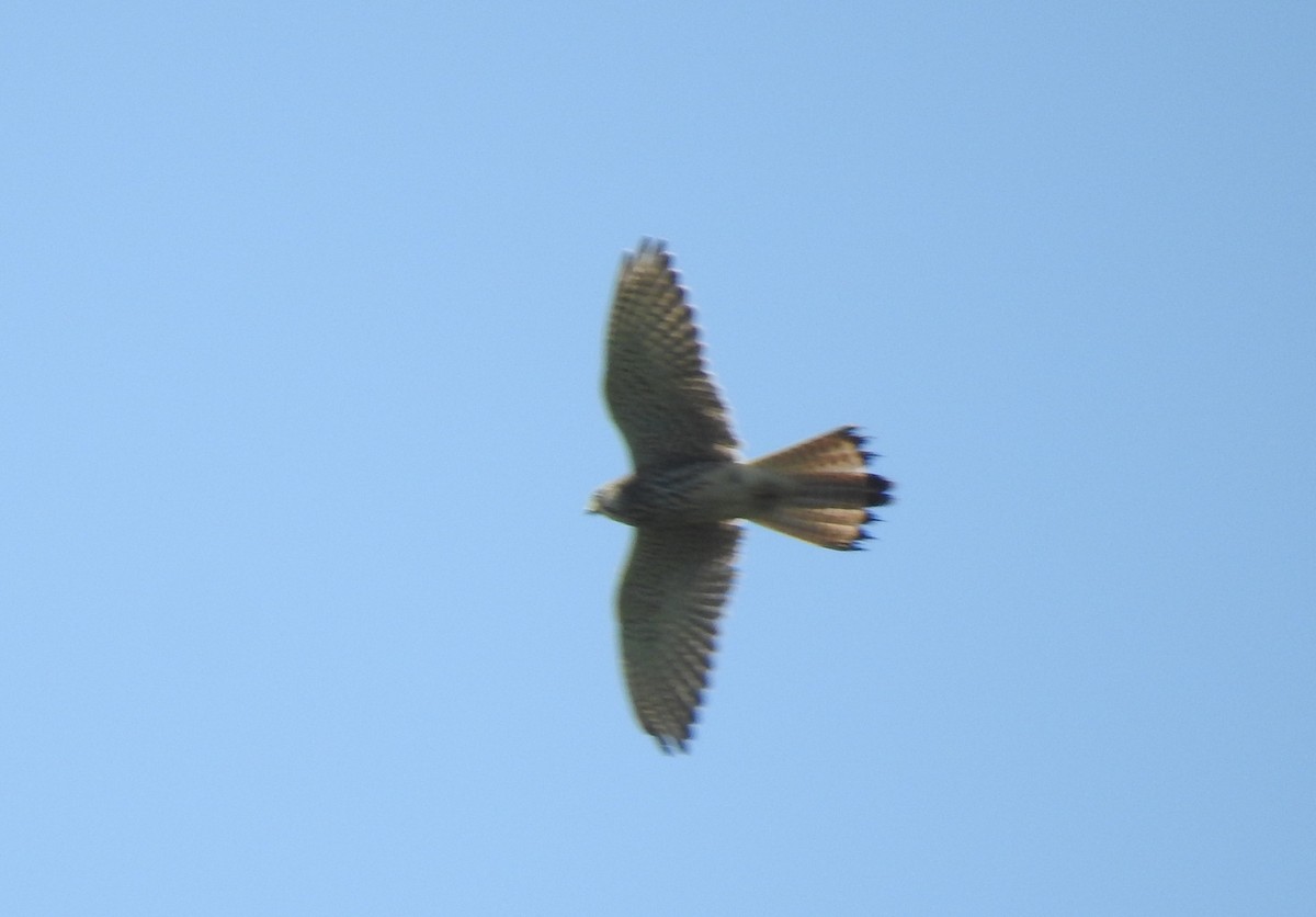 Lesser Kestrel - Anonymous