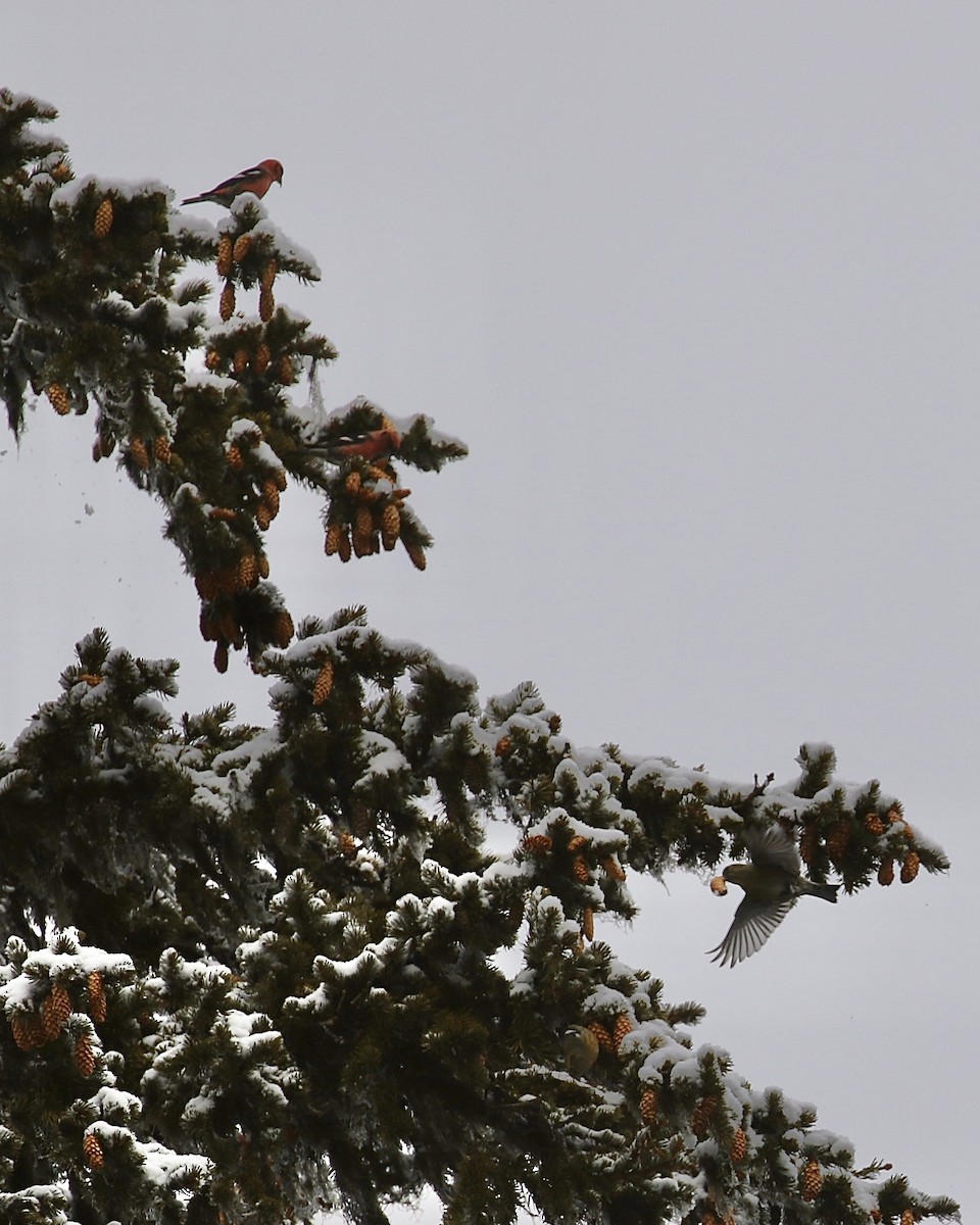 White-winged Crossbill - ML407869841