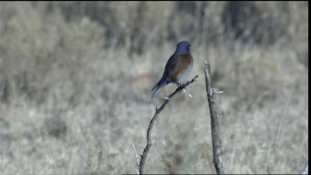 Western Bluebird - ML407870