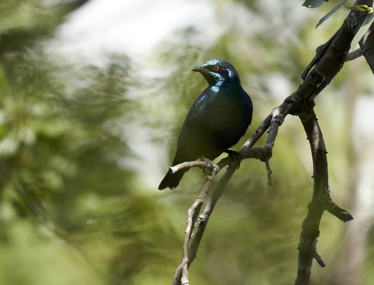 Lesser Blue-eared Starling - ML407870271