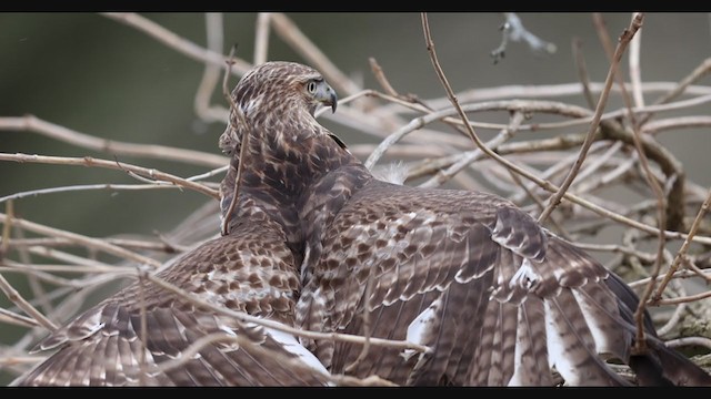 Red-tailed Hawk - ML407870361