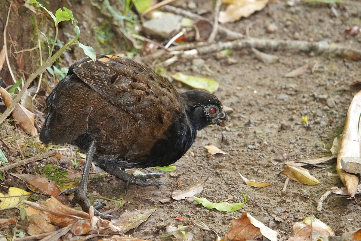 Black-breasted Wood-Quail - ML407870731