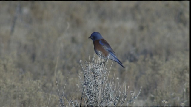 Western Bluebird - ML407871