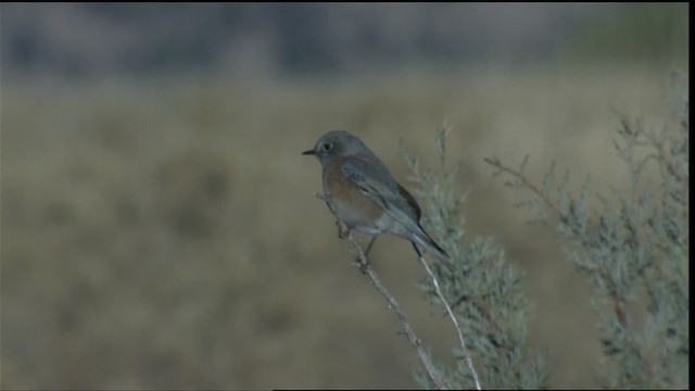 Western Bluebird - ML407872