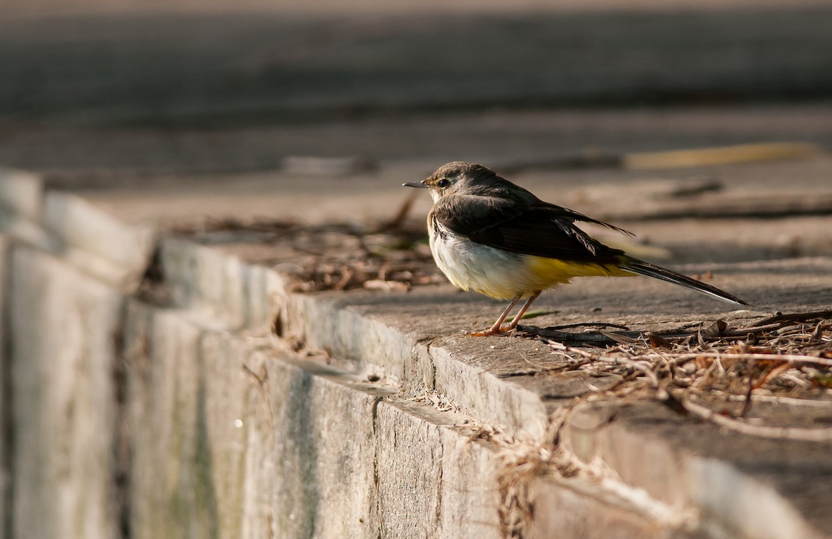 Gray Wagtail - ML40787281