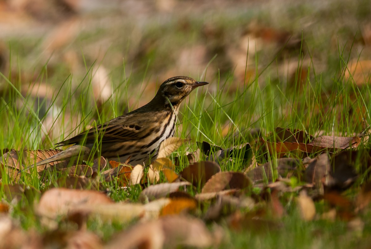 Olive-backed Pipit - ML40787291
