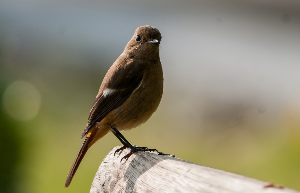 Daurian Redstart - ML40787301