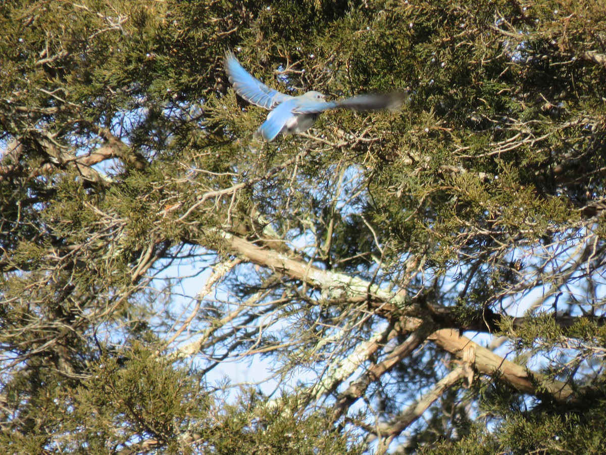 Mountain Bluebird - ML407873191