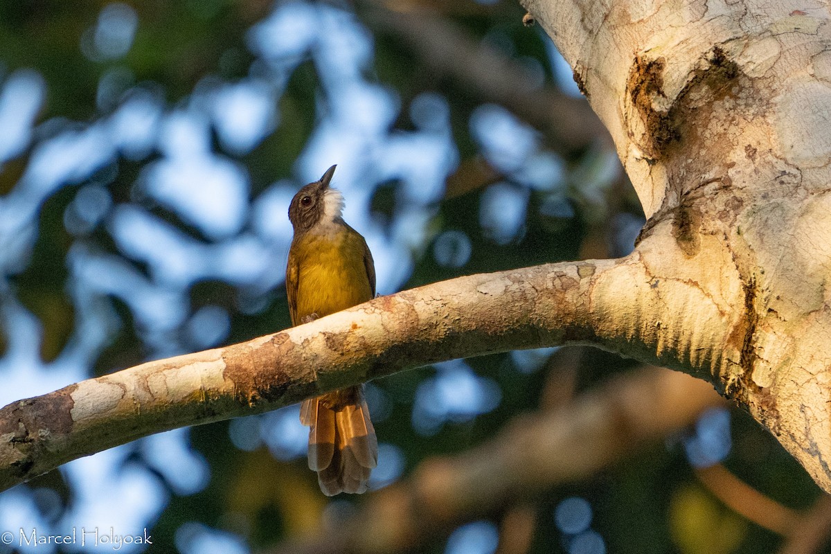 White-bearded Greenbul - ML407873541