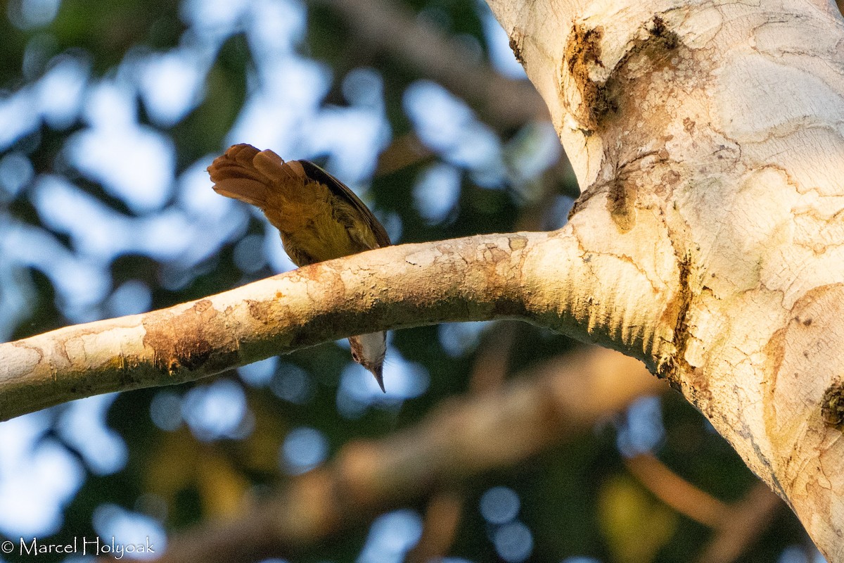 White-bearded Greenbul - ML407873551